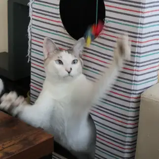 呼ばれて飛び出てジャジャジャジャーンすぎるネコ　　もろしーさん