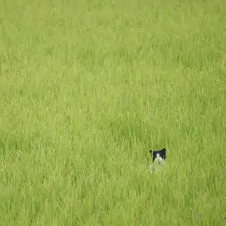 背景になじまなさすぎるネコ　　山本 直樹さん