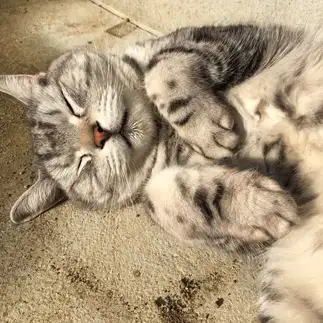 眠すぎるネコ　　ニャオさん