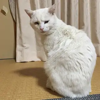不機嫌すぎるネコ　　シロさん