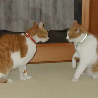 負けず嫌いすぎるネコ　　コヨミさん