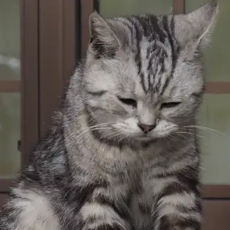 反省しすぎるネコ　　なかむらさん