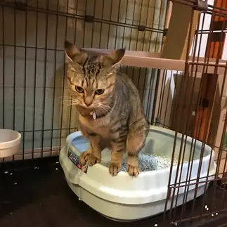 バランス感覚がよすぎるネコ　　ぴろみさん