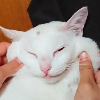 お餅すぎるネコ　　猫兎さん