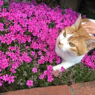 お花似合いすぎるネコ　　箕輪里穂さん