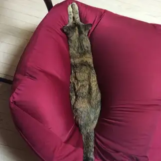 まっすぐすぎるネコ　　ももさん