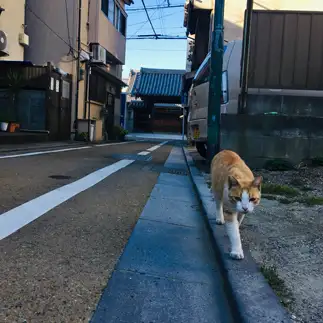 モデル歩きが上手すぎるネコ　　桑原 泉さん