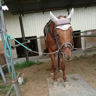 お友達が大きすぎるネコ　　西脇奈緒さん