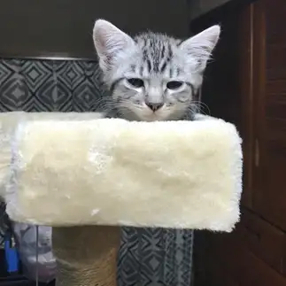 眠すぎるネコ　　まっはさん