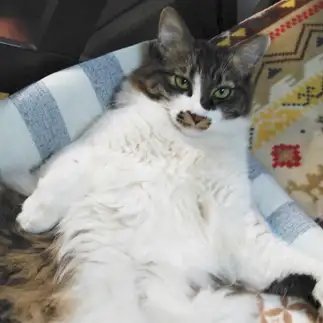 ハンサムすぎるネコ　　ねこっさくさん