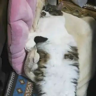 長すぎるネコ　　ねこっさくさん