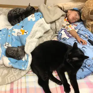 トリックアートすぎるネコ　　佐瀬 美樹さん