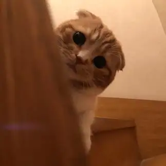 ひょっこりすぎるネコ　　佐藤裕亮さん