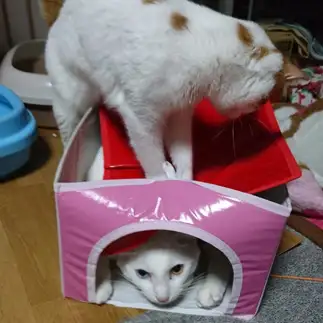 いじめっこすぎるネコ　　ラムパパさん