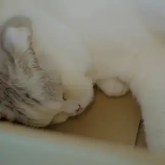 ねむすぎるネコ　　nikoさん