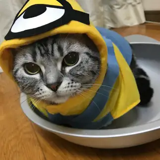 ミニオンが似合いすぎるネコ　　Mikanの城さん