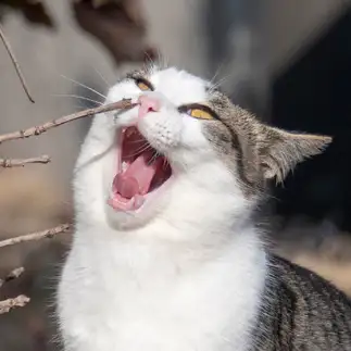 鼻ほじで口を開けすぎるネコ　　aroponpapaさん
