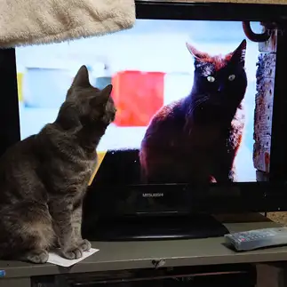 寂しくてテレビの中のネコをガン見しすぎるネコ　　小林たみ子さん
