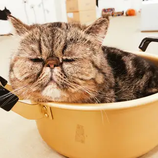 くつろぎすぎるネコ　　ちくわさん