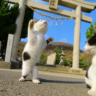 よちよちすぎるネコ　　jirocoさん