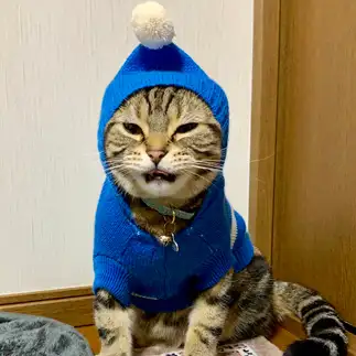 おじさん顔すぎるネコ　　yamatomamaさん
