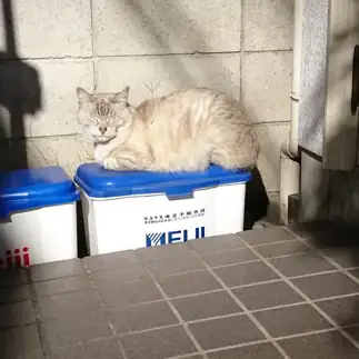 眠たすぎるネコ　　福田光男さん