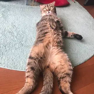 開きすぎるネコ　　sueさん