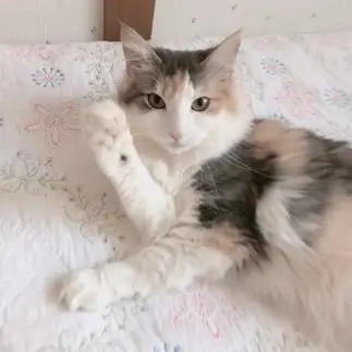 返事が良すぎるネコ　　ナナさん