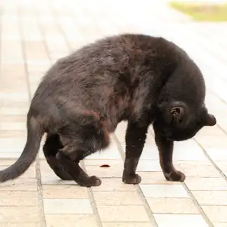 うなだれすぎるネコ　　sakuさん