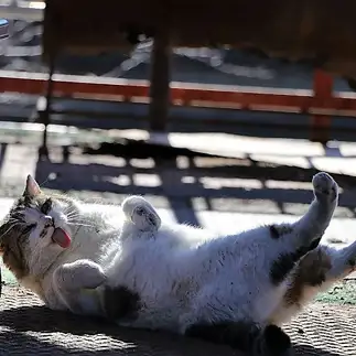 アピールが上手すぎるネコ　　sakuさん