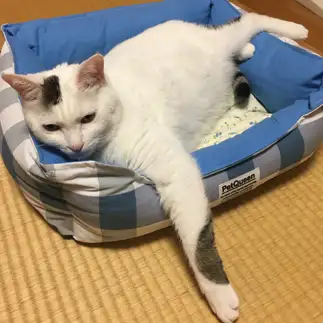 はみ出しすぎるネコ　　ももみさん