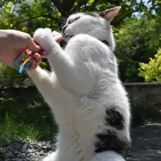 ムキムキすぎるネコ　　たわしさん