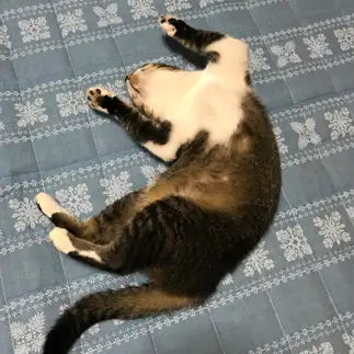 新しいラグを満喫しすぎるネコ　　ちゃとらんさん