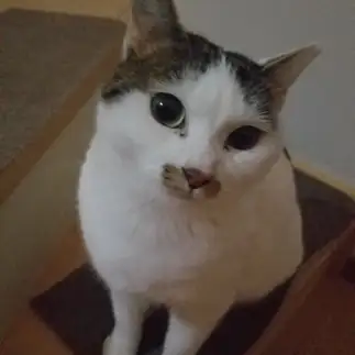 あざとすぎるネコ　　ともきんさん