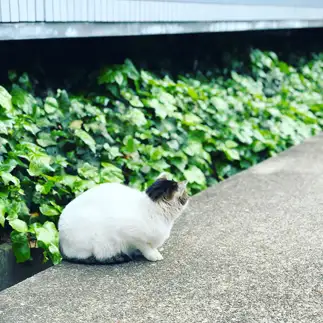 ヒマすぎるネコ　　らいちさん