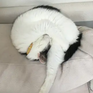 丸まりすぎるネコ　　ゴローさん