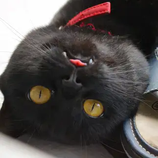 ガン見すぎるネコ　　jarakiさん
