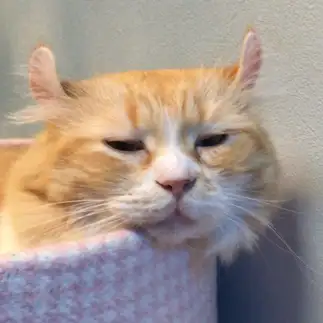 眠すぎるすぎるネコ　　土屋正弘さん