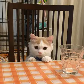 いい子にお座りしすぎるネコ　　らびママさん