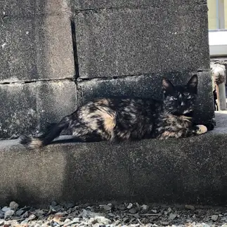 一体化すぎるネコ　　なぎごりさん