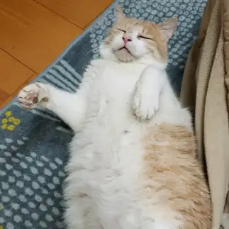 食べすぎるネコ　　富士見の亀さん