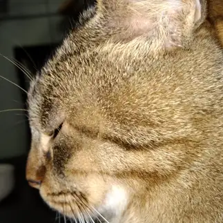考えすぎるネコ　　野中正人さん