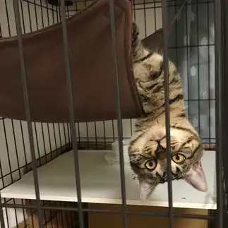 アクロバティックすぎるネコ　　ジノさん