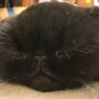 ツムツムすぎるネコ　　一ノ瀬 みゆきさん