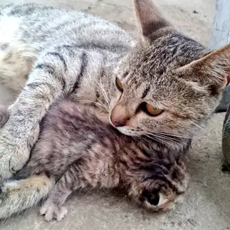 良きママすぎるネコ　　ナカタさん
