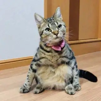 ヤンキーすぎるネコ　　てぃのさん