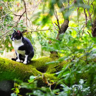 苔の絨毯が似合いすぎるネコ　　銀のカメレオンさん