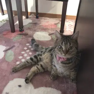 セクシーすぎるネコ　　てぃのさん