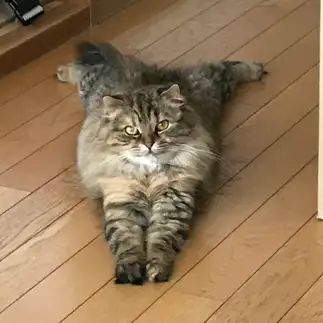 平泳ぎの練習熱心すぎるネコ　　モカちんさん