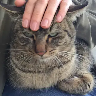 目つき悪すぎるネコ　　とらさん